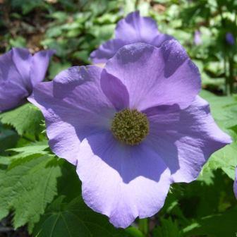 Glaucidium palmatum Marinagarden